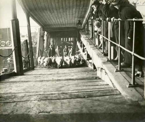 Hull_Museums's tweet photo. It wasnβt just people who used the Humber Ferry!
This photo of Victoria Pier from c.1930 shows pigs being herded up a landing stage ramp with a group of children looking on. #OldHull #ThrowbackThursday https://t.co/oeFqBI2DNl