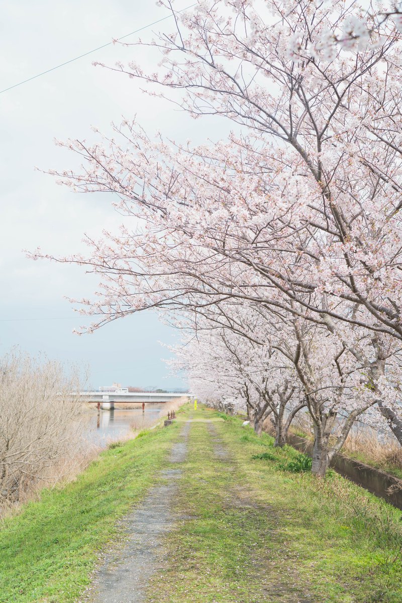 suke_nap's tweet photo. 2022.3.31（46日目）
3月31日は気が重い。翌日からの環境の変化に備えようと、体に力が入るからだ。でもそんな力を抜いてくれる光景に出会った。あの桜のようにふわりと、ゆるりと、新年度を迎えよう。

#写真 #日記 #桜 #桜並木 #新年度 #sony #写真好きな人と繋がりたい https://t.co/69bpBFhiIH