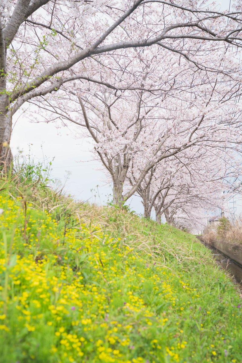 suke_nap's tweet photo. 2022.3.31（46日目）
3月31日は気が重い。翌日からの環境の変化に備えようと、体に力が入るからだ。でもそんな力を抜いてくれる光景に出会った。あの桜のようにふわりと、ゆるりと、新年度を迎えよう。

#写真 #日記 #桜 #桜並木 #新年度 #sony #写真好きな人と繋がりたい https://t.co/69bpBFhiIH