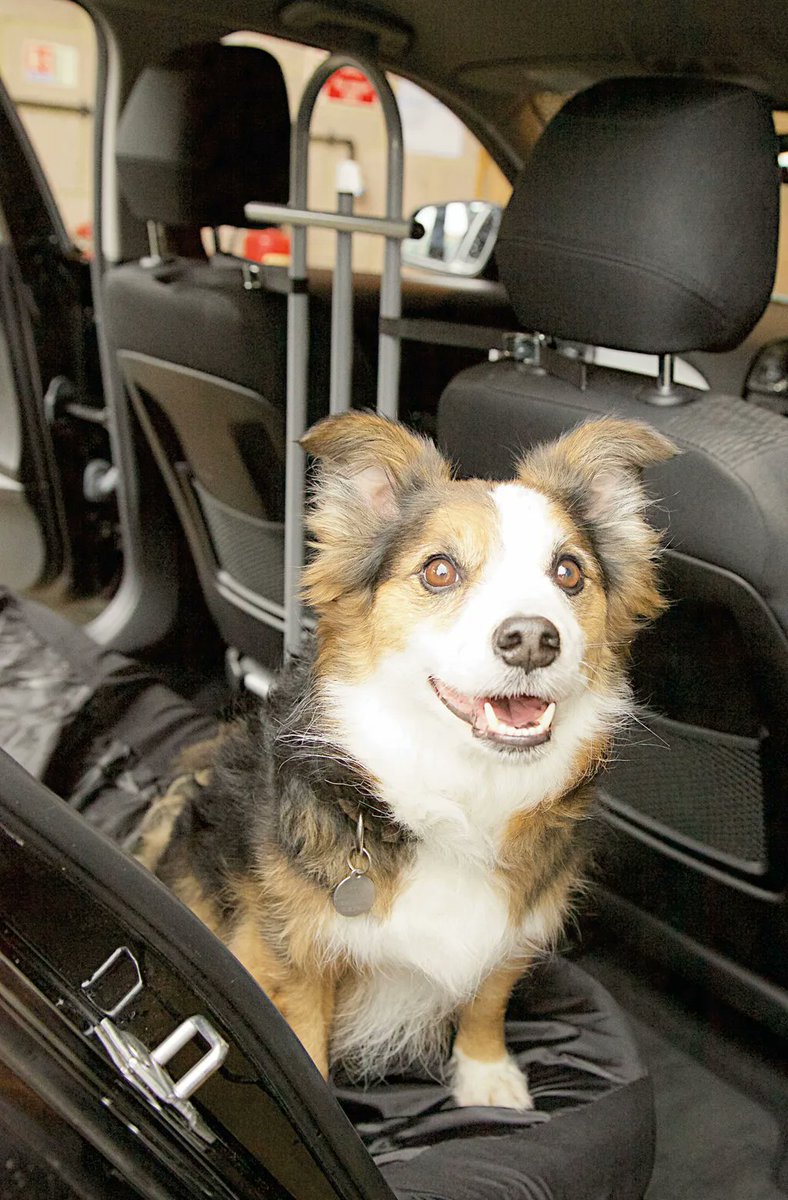 Keep your dog as happy as this with Summit’s front seat dog guard! SUM-705 🐕