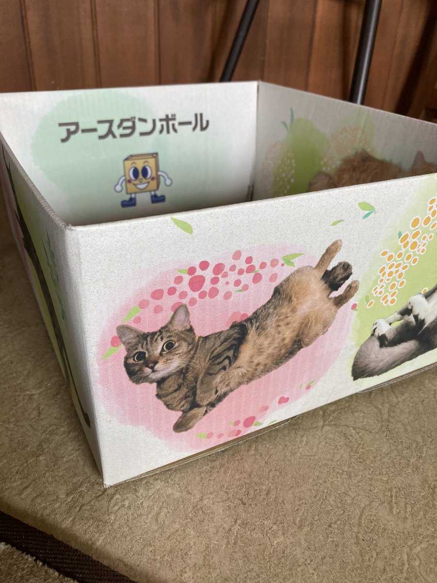 nekogashira_m's tweet photo. まろくんモデルデビュー致しました❣️
とっても可愛い仕上がりで
飼い主テンション爆上がりです‼️笑

アースダンボール様
本当に本当にありがとうございました😊🙏😭 https://t.co/shb81sMMud