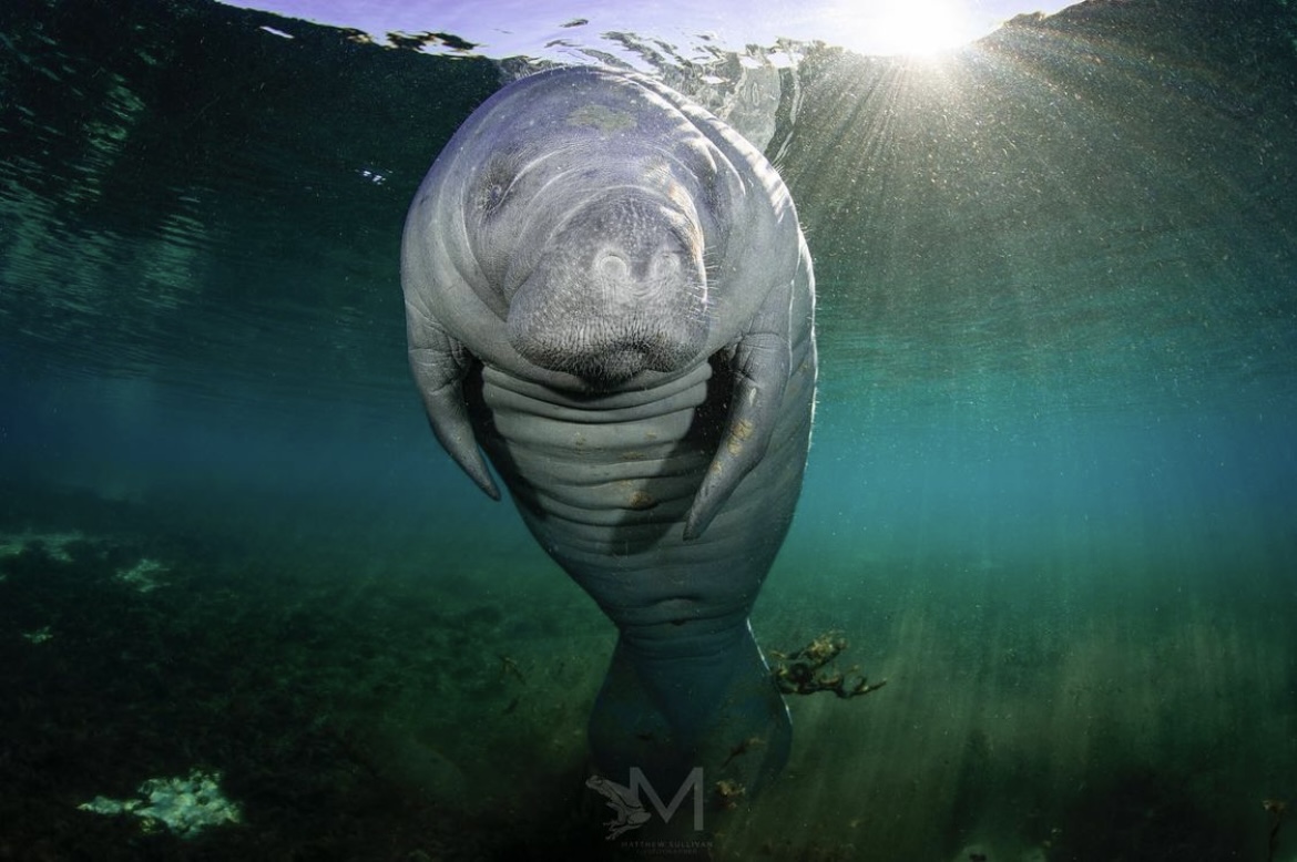 Oh man, do we love our sea cows! 💚 We save land to protect water, directly contributing to the conservation of this iconic Florida animal. Our state wouldn’t be the same without them! #ManateeAppreciationDay

📸: Matthew Sullivan