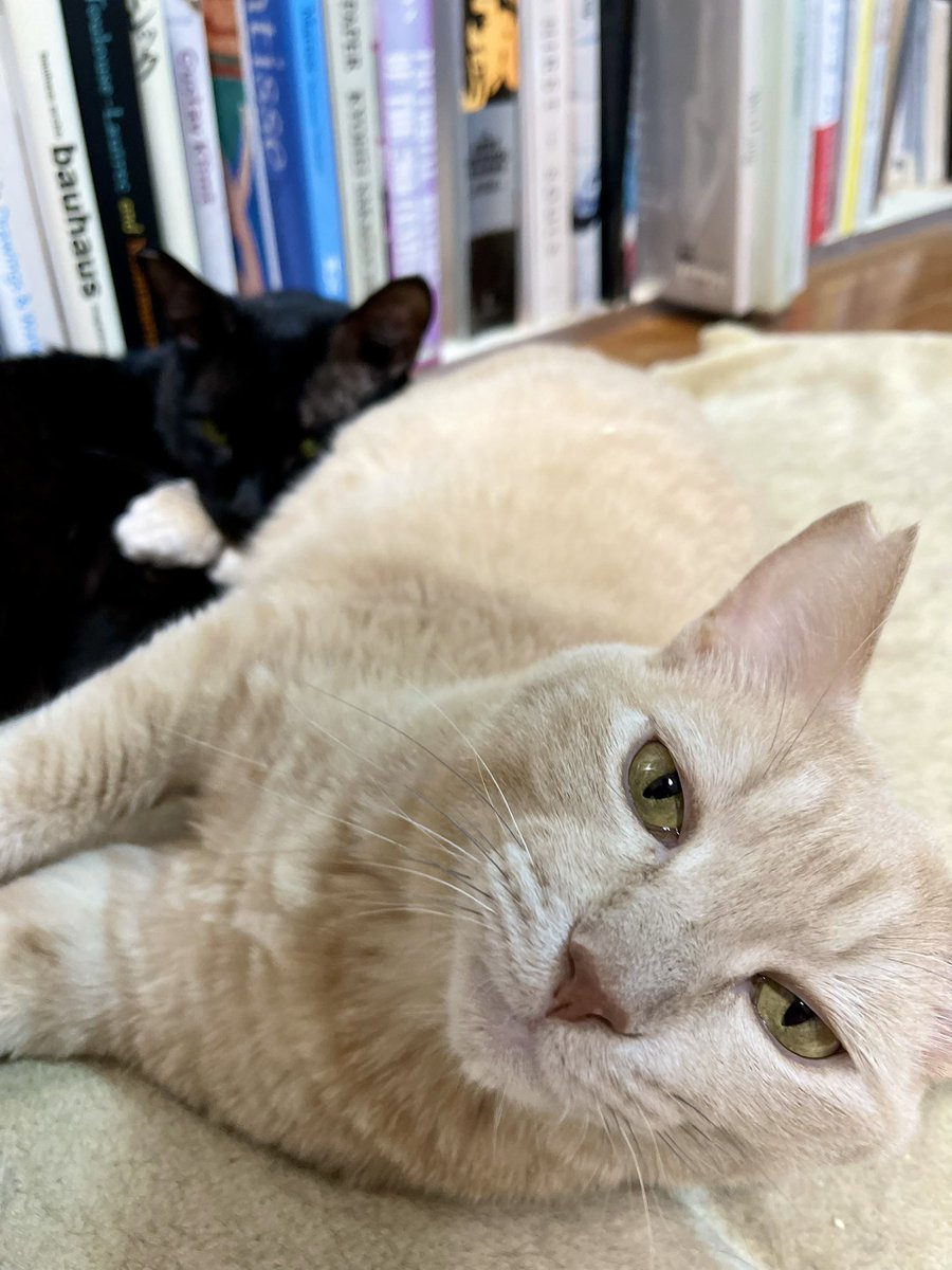 KoishiMiki's tweet photo. 突然の揺れに気をつけてください😣📚
#bookshelf #booklover #catstep #本棚 #司書 #猫 #ねこ #猫窓 #黒猫 #地震 https://t.co/VQ8yUDt5z8