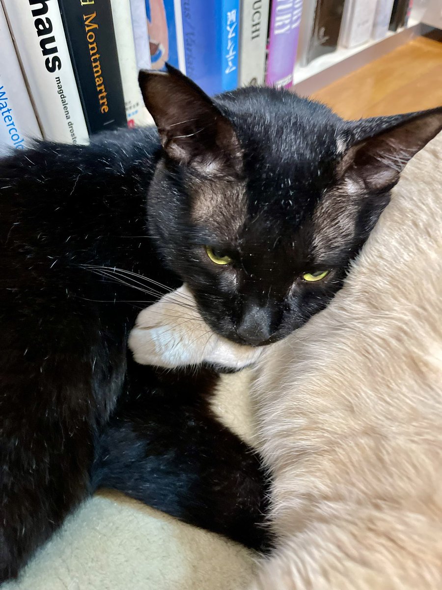 KoishiMiki's tweet photo. 突然の揺れに気をつけてください😣📚
#bookshelf #booklover #catstep #本棚 #司書 #猫 #ねこ #猫窓 #黒猫 #地震 https://t.co/VQ8yUDt5z8