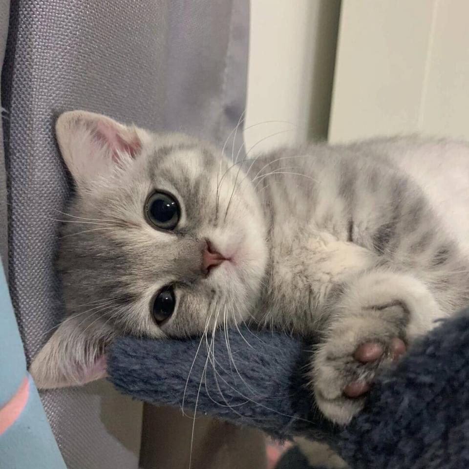 — 𝐕𝐚𝐧𝐭𝐞 𝐛𝐞𝐚𝐫 𐤀 tweet media