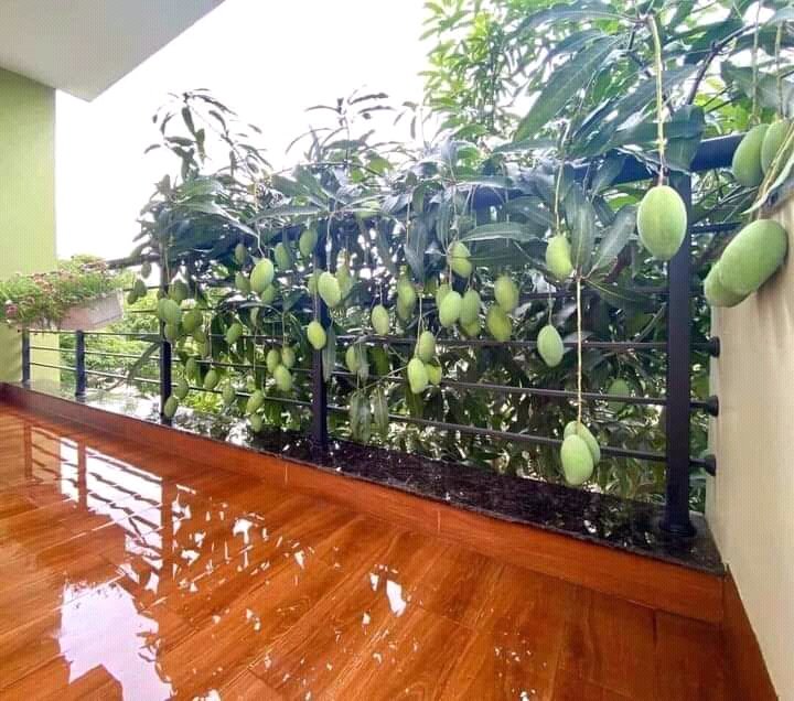 nunggu tanggapan lesti dulu ini halal apa nga