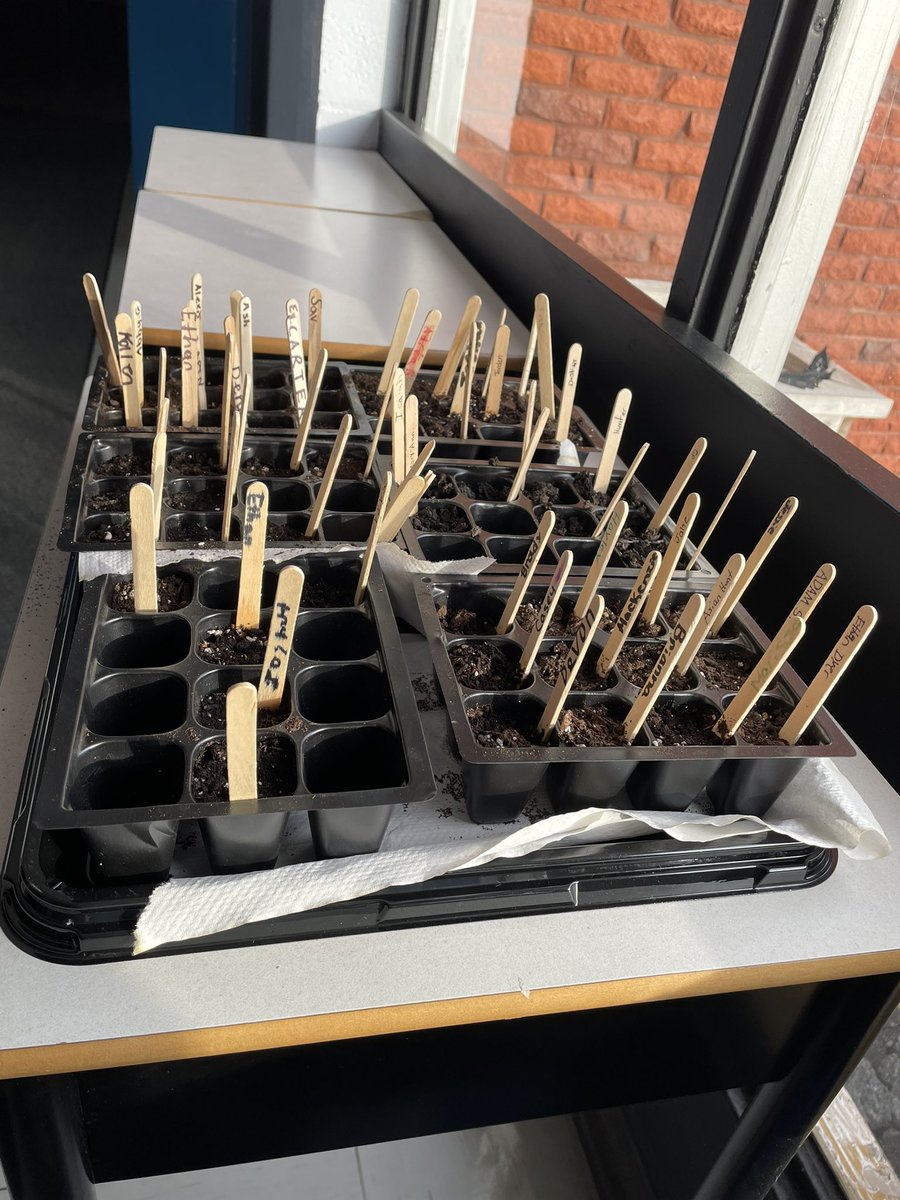 cjc_cobras's tweet photo. Our sunflowers are growing, students are so excited to see if theirs sprouted. Just like students, we still have a couple not quite ready but we remember to water them everyday. @NLESDCA #Upstanders #LightUp2022 @SISNLESD https://t.co/pSofFYK1yk
