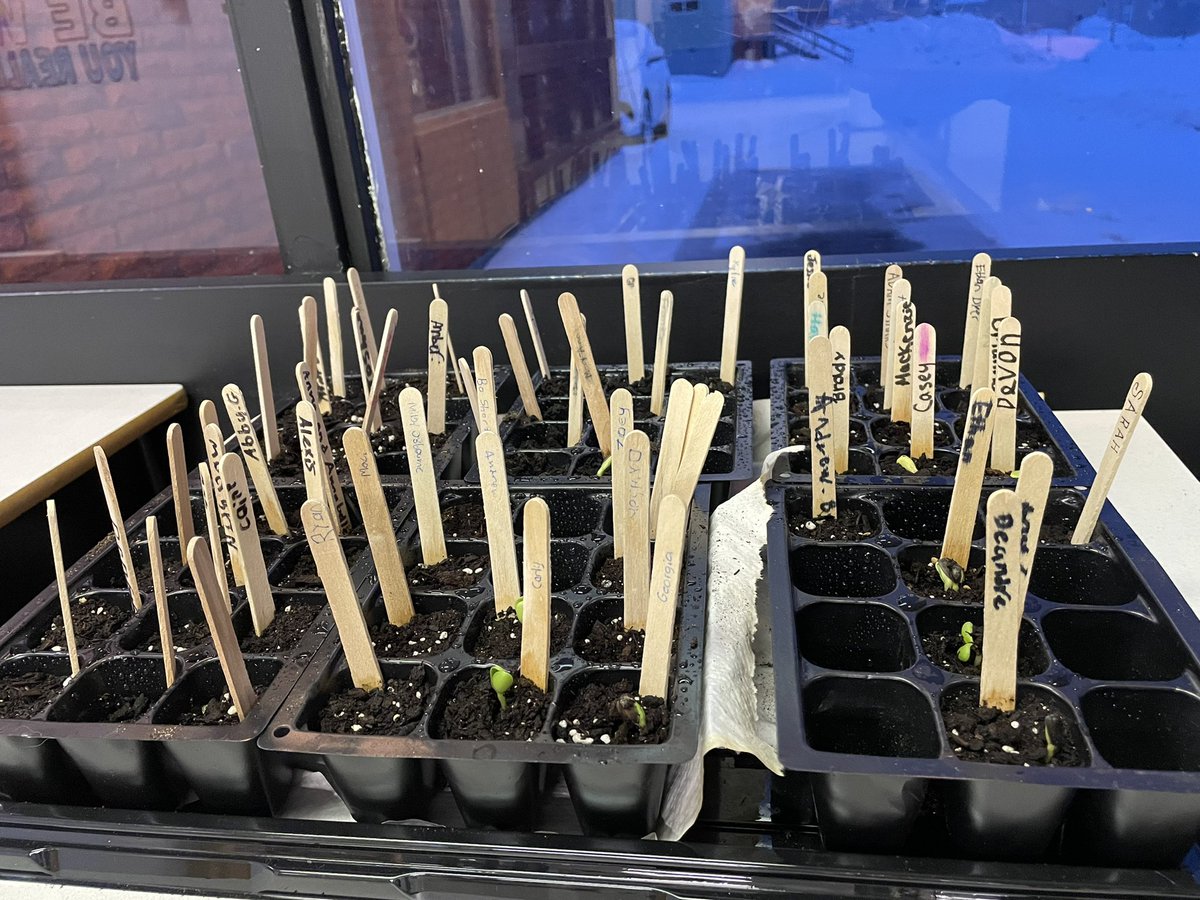 cjc_cobras's tweet photo. Our sunflowers are growing, students are so excited to see if theirs sprouted. Just like students, we still have a couple not quite ready but we remember to water them everyday. @NLESDCA #Upstanders #LightUp2022 @SISNLESD https://t.co/pSofFYK1yk