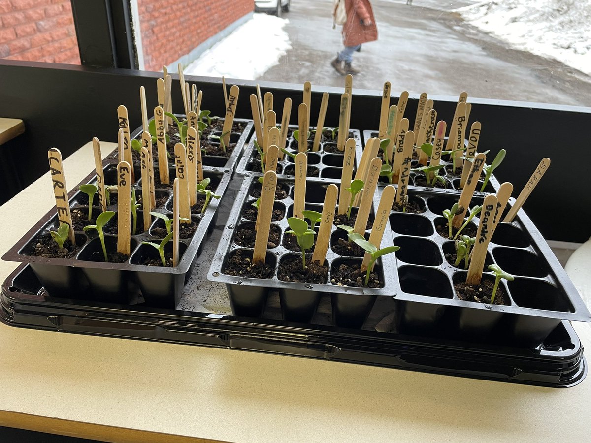 cjc_cobras's tweet photo. Our sunflowers are growing, students are so excited to see if theirs sprouted. Just like students, we still have a couple not quite ready but we remember to water them everyday. @NLESDCA #Upstanders #LightUp2022 @SISNLESD https://t.co/pSofFYK1yk