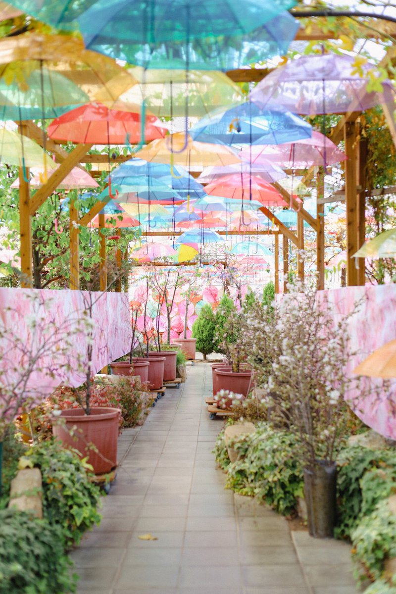 okakoomaco's tweet photo. ☂︎*̣̩⋆̩* #猪苗代ハーブ園  #photo https://t.co/njQ1LRuRyM