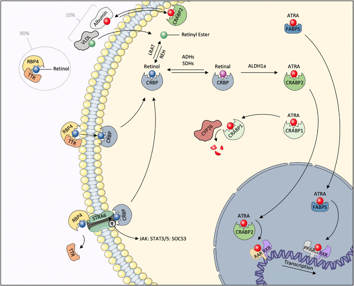 Conor Grant tweet media