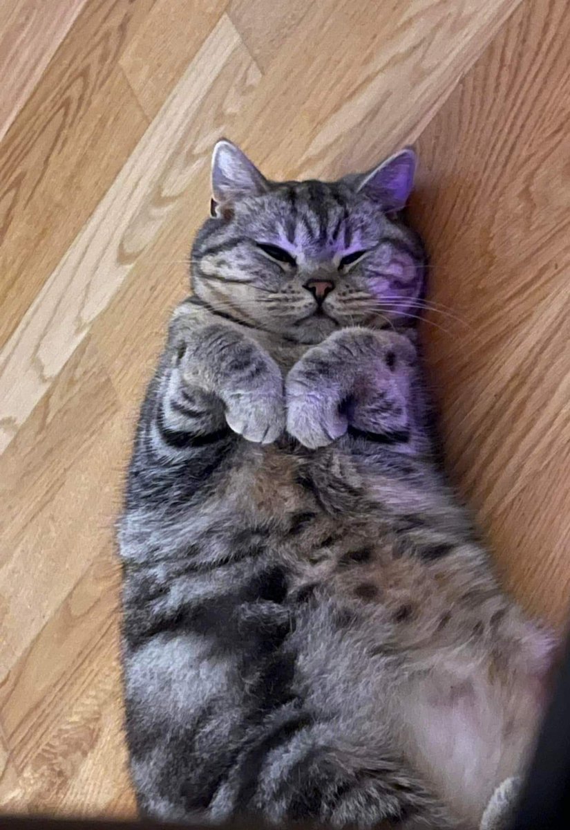 Cat Dealer tweet media