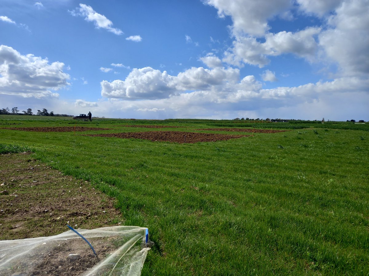 MrZuckerrube's tweet photo. Blus skies after snow this morning and @KWSUKLtd sugar beet plots for @CerealsEvent are nearly ready for the hand drill!

#beetisbest #cereals2022 https://t.co/yGyTgU5KFR