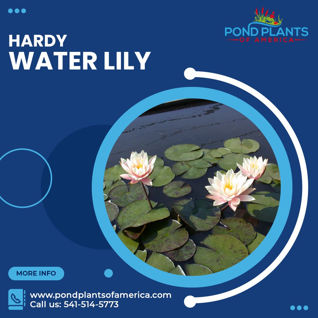 Have beautiful Blooms Your Water Garden with Hardy Water Lilies plus help provide shade and keep the water cool during the warm sunny days.
pondplantsofamerica.com/products/copy-…
#WaterLilies #lotus #aquaplants #aquaplantsonline #tropicalwaterlily #hardywaterlily #pondplants #pondplantsforsale