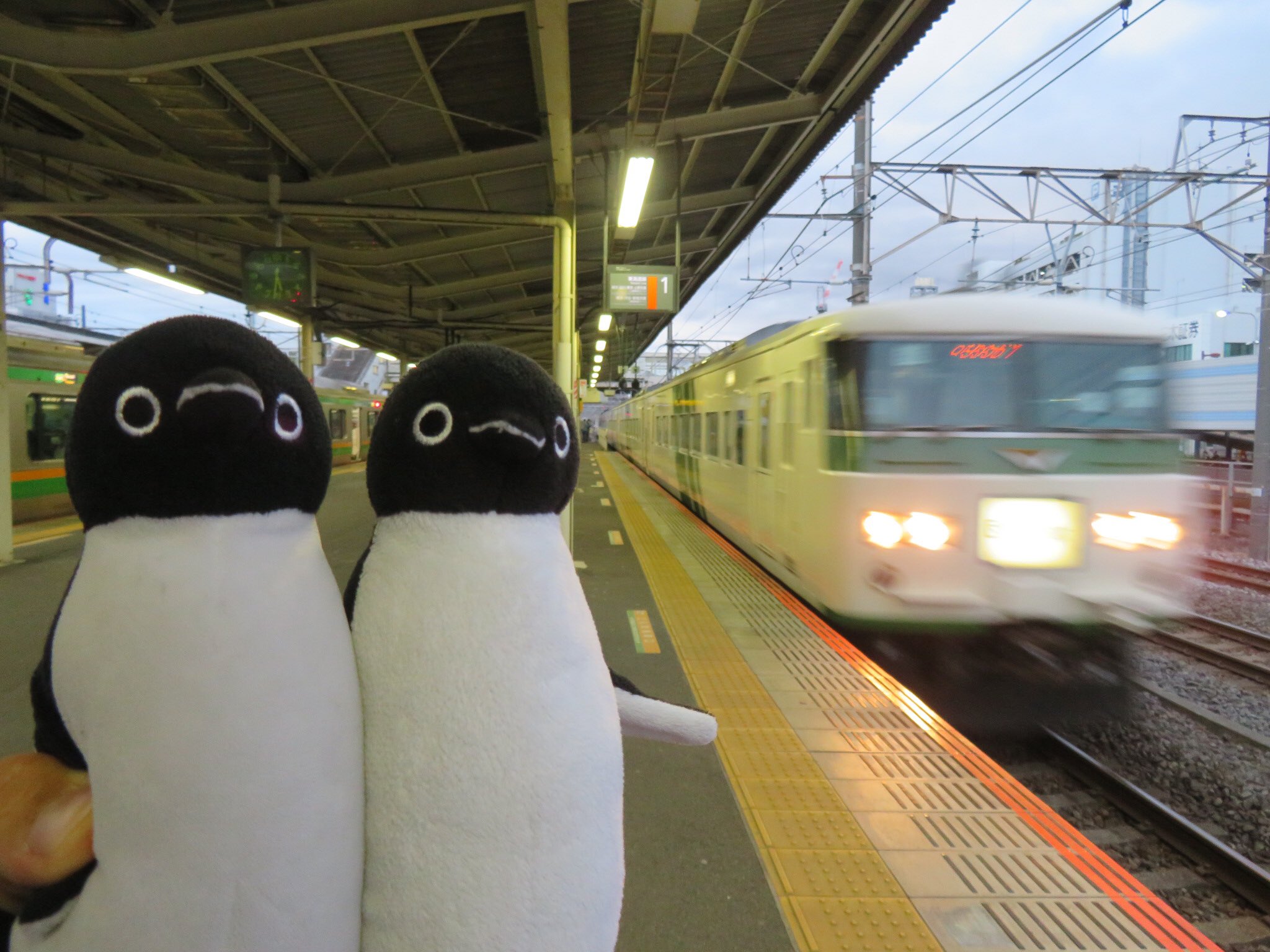 スイカペンギン中毒者y Ysuicapennginn Twitter