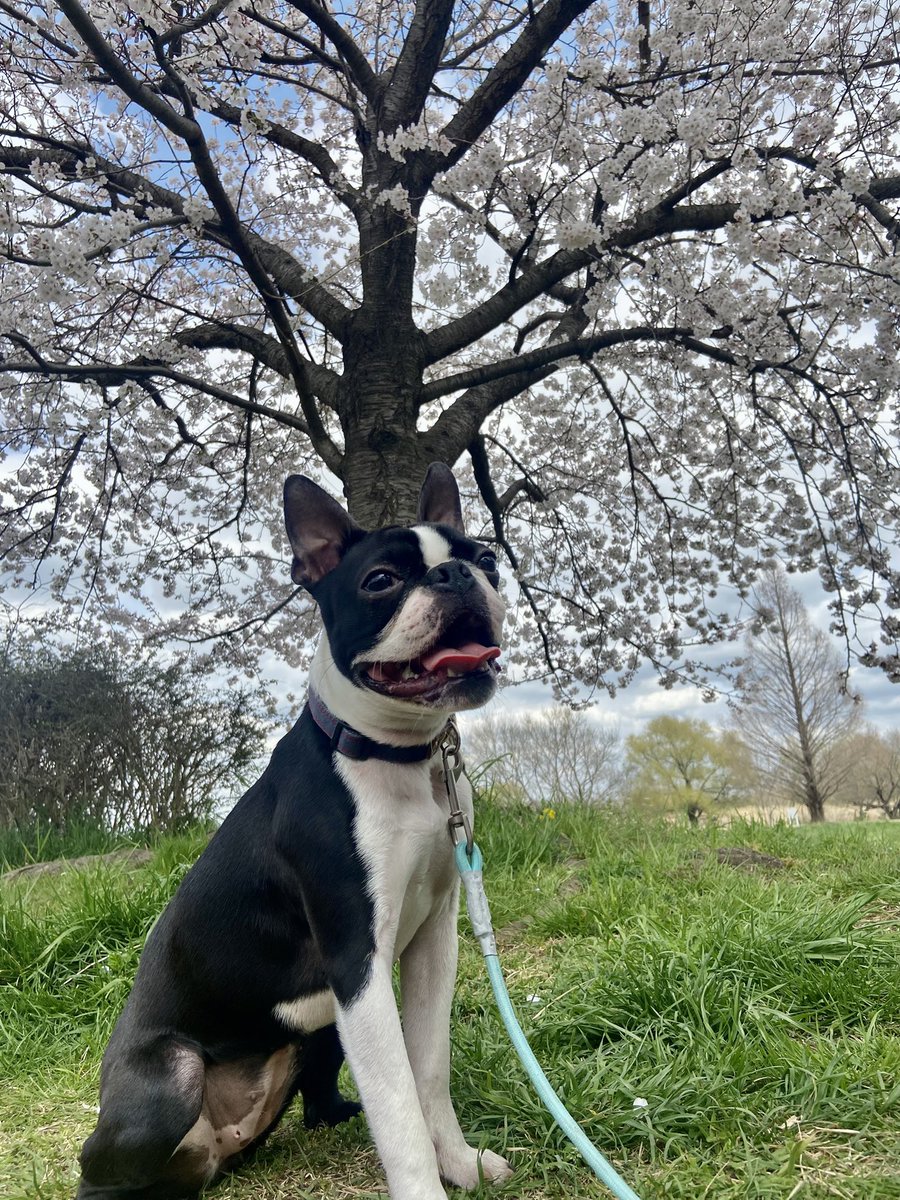 unitora_pet's tweet photo. うに人生初🌸桜
#ボストンテリア #ボステリ #お花見 https://t.co/lGRm9ouExd