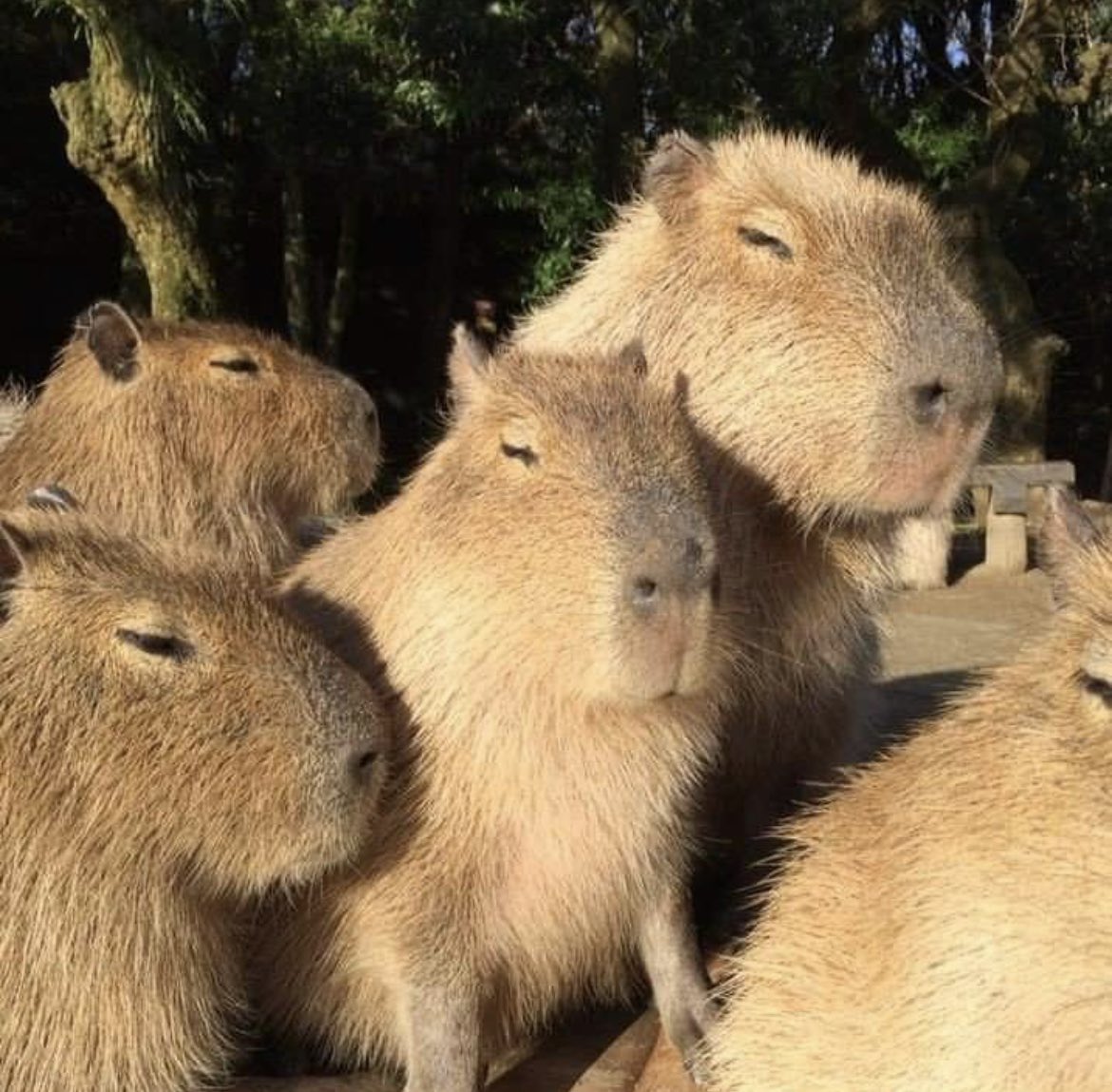 CapybaraCountry's tweet photo. Capy family https://t.co/vRBVVzZebf