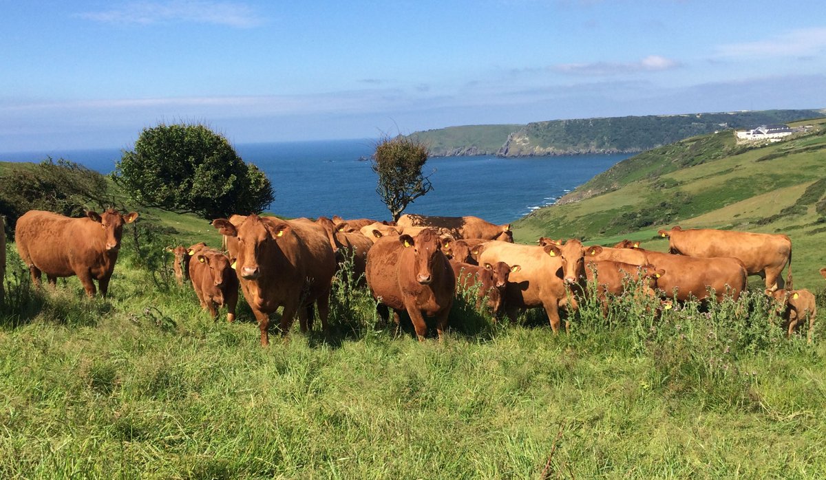 exeterchamber's tweet photo. South Devon cattle are an inherent feature of the South Devon landscape, and doubtless weโve all seen their rich red colour adding contrast to Devonโs abundant and lush green pastures. ๐ฎ
Read more here: https://t.co/c2CywkDsl4
#dcs2022 #creamofdevon #GreaterExeter #Devon https://t.co/D77pCyXRki