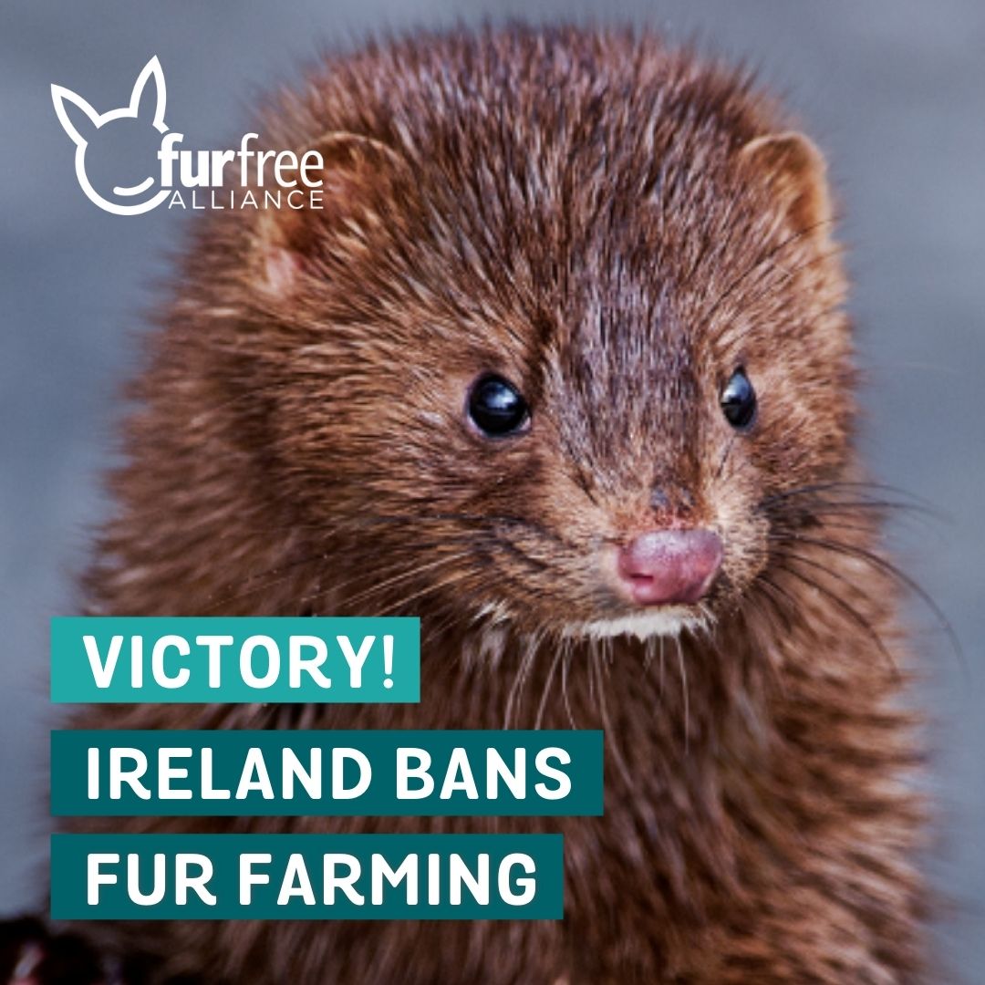 Fur Free Alliance on Twitter: Fur Free Alliance on Twitter: