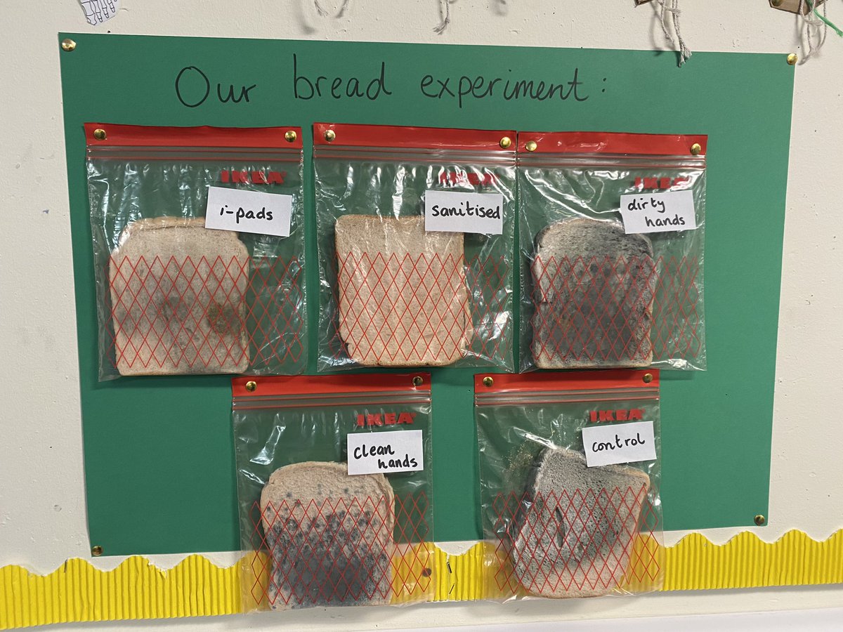 Look at what happened to our bread after 3 weeks! Lots of microorganism activity!