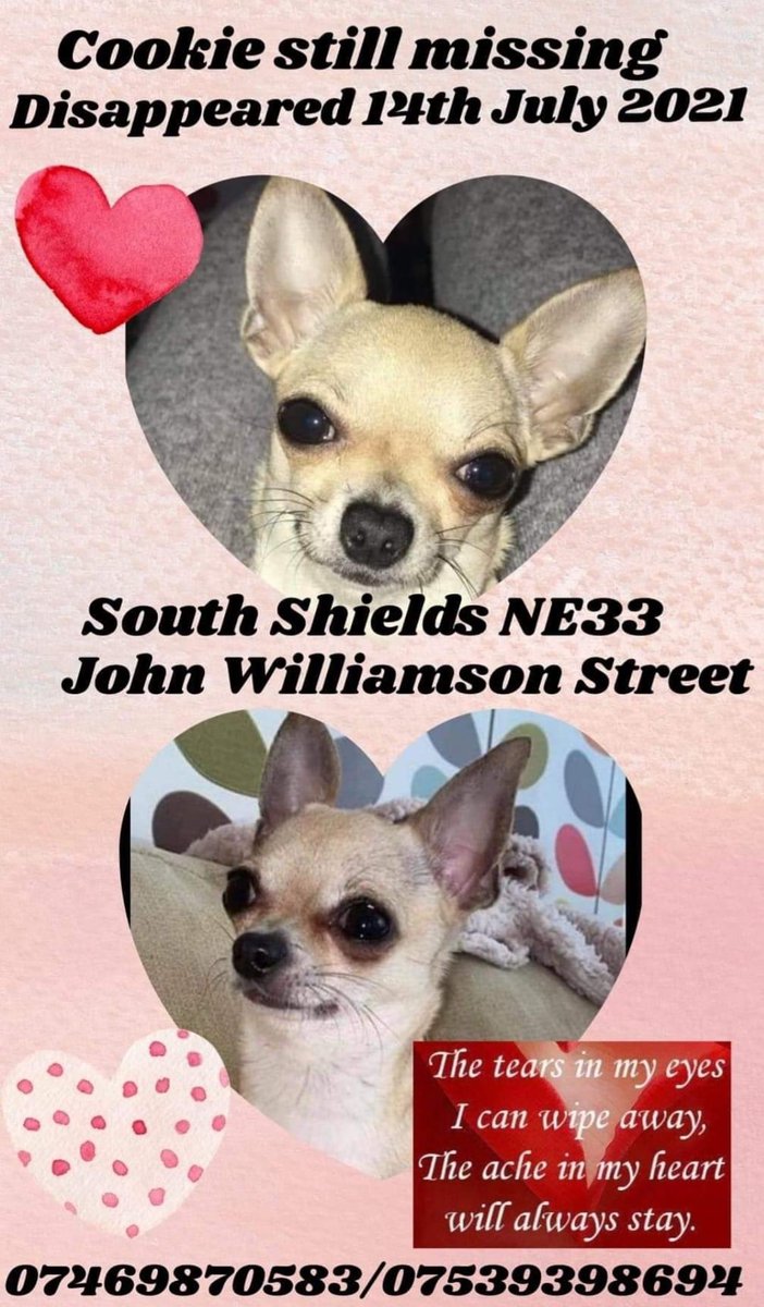 FindFlossie's tweet photo. COOKIE HAS BEEN #MISSING SINCE 14TH JULY 2021 FROM JOHN WILLIAMSON STREET/#TYNEDOCK AREA OF #SOUTHSHIELDS #NE33
PLEASE LOOK OUT FOR HER. ANY SIGHTINGS OR INFORMATION CONTACT THE OWNERS ON 07469870583 OR 07539398694
Copied from https://t.co/AxwJQDvGJc #FindCookie #dogsoftwitter https://t.co/tkhcr2aByZ