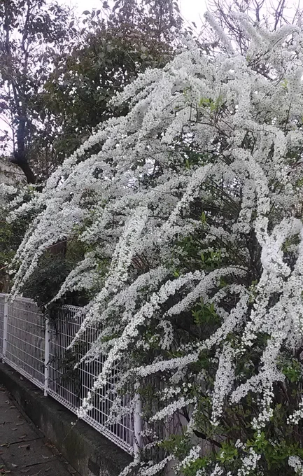 あと、桜と雪柳が咲いてました。
「ユキヤナギ!ユキコさんの花っスね～❗️」と言う黒川の声が聴こえてきそうです。 