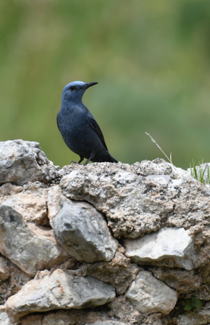 ChobhamBirder's tweet photo. Birding among the rocks at Meteora, Central Greece.
Rock Nuthatch and Blue Rock Thrush.
#meteoramonasteries
#greekbirding https://t.co/XgUhH56HXS