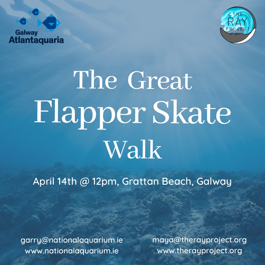 GalwayAquarium's tweet photo. Meet the 'The Ray Project' in #Sathill Grattan Beach and the first 20 #booked will get a #ThornbackPin see; https://t.co/71Xi3kDK7g
Learn more: https://t.co/WdJTUffH77
#RayProject #TheGreatFlapperSkateWalk https://t.co/PnSAiqGrYa