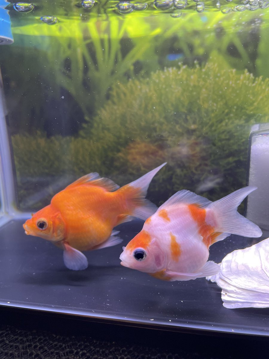 pei93368518's tweet photo. 観パラDの薬浴終了。
塩浴0.25%程で塩浴続行。

完全復活してくれました！
餌も2週間切ってたのに
体力ある子で良かった☺️
タイミング見て屋外飼育
切り替えていきますかー！ https://t.co/Gn3Si8xkxj