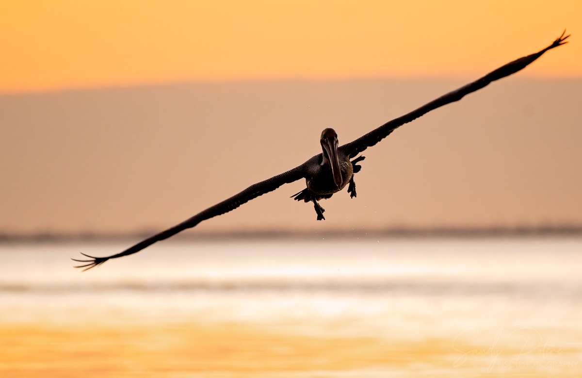 NSC_Photography's tweet photo. Brown pelican coming in.  Their wingspan can be up to 7 feet long.  
#pelican #birdphotography #wildlife https://t.co/GNAO2FFPeC