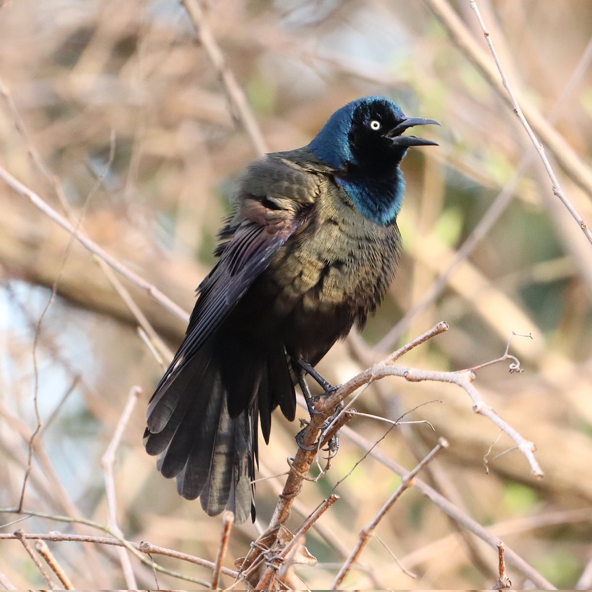 birdhouse_love's tweet photo. A glorious grackle puff!
#commongrackle #grackles #grackle #commongrackles #birding #centennialpark #centennialparknashville #nashvilletn #nashville #birdlife #birdwatchers_daily #birdplanet #birdwatching #gracklepuff https://t.co/tnGtUseHQe