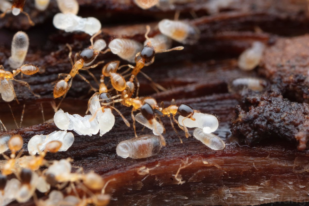stressiptera's tweet photo. A strange little yellow-black Monomorium, which bears striking resemblance to the pantropical invasive M. floricola.
Collected by @MaddieTilyou.

Monomorium termitobium
Tsitongambarika Forest, Anosy Region, Madagascar https://t.co/eWh2fSXWTm