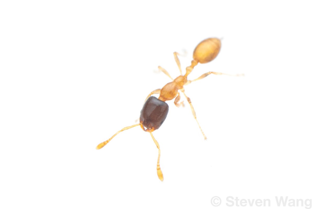 stressiptera's tweet photo. A strange little yellow-black Monomorium, which bears striking resemblance to the pantropical invasive M. floricola.
Collected by @MaddieTilyou.

Monomorium termitobium
Tsitongambarika Forest, Anosy Region, Madagascar https://t.co/eWh2fSXWTm