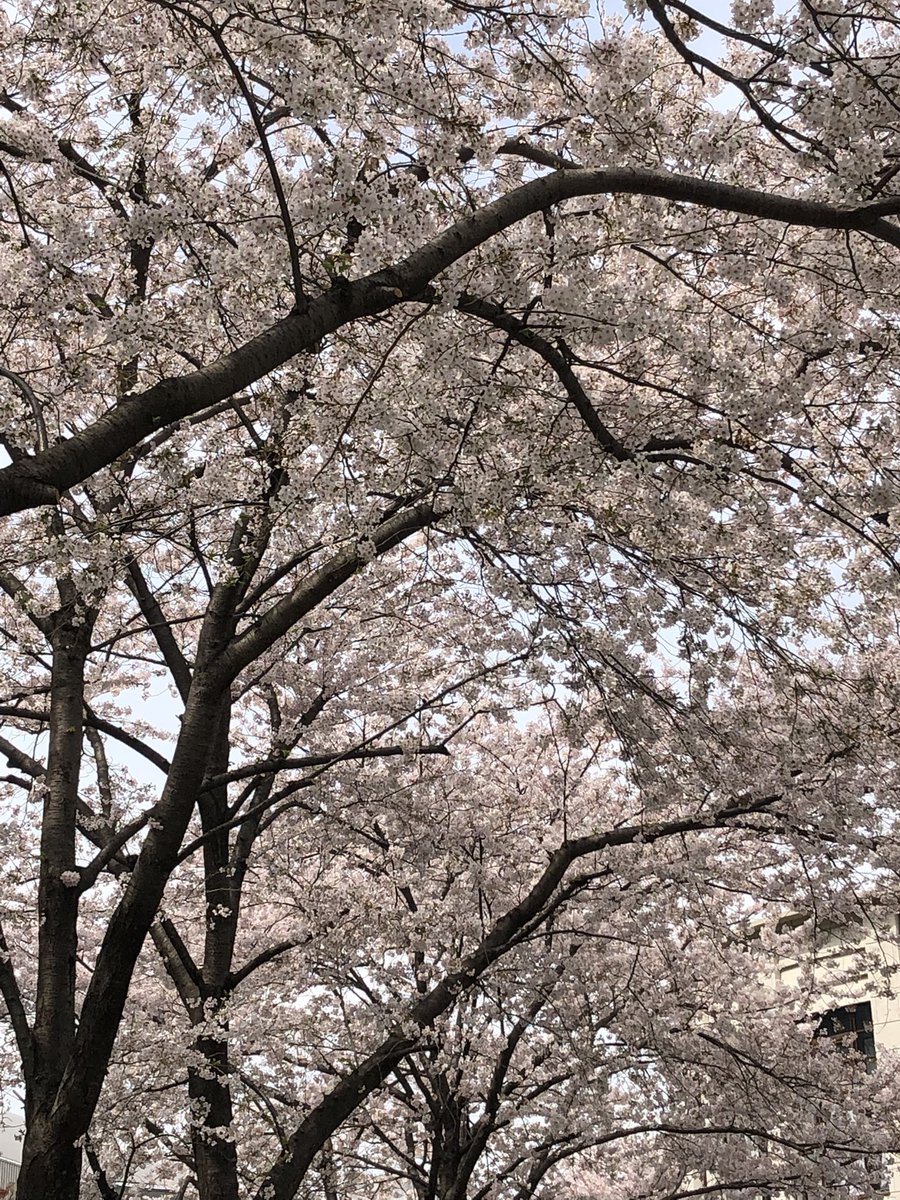kinuyanval's tweet photo. 桜〜🌸
思わず見上げてしまいますなぁ！

#cherryblossom #spring #sakura #beautiful https://t.co/59cZhbVA1C