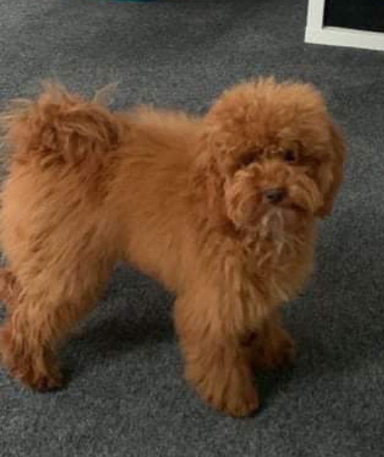 MissingPetsGB's tweet photo. ๐#URGENT #stolendog SMAILA has been #stolen from a van on 30 March in Holland Bazaar Edmonton #London #N18
Please share & make #TOOHOTTOHANDLE
Taken by thieves in A class silver Mercedes
Owners do not live in the area that she was stolen from
Please RT
https://t.co/PiQSMgANEY https://t.co/EcjkTHrtQ3