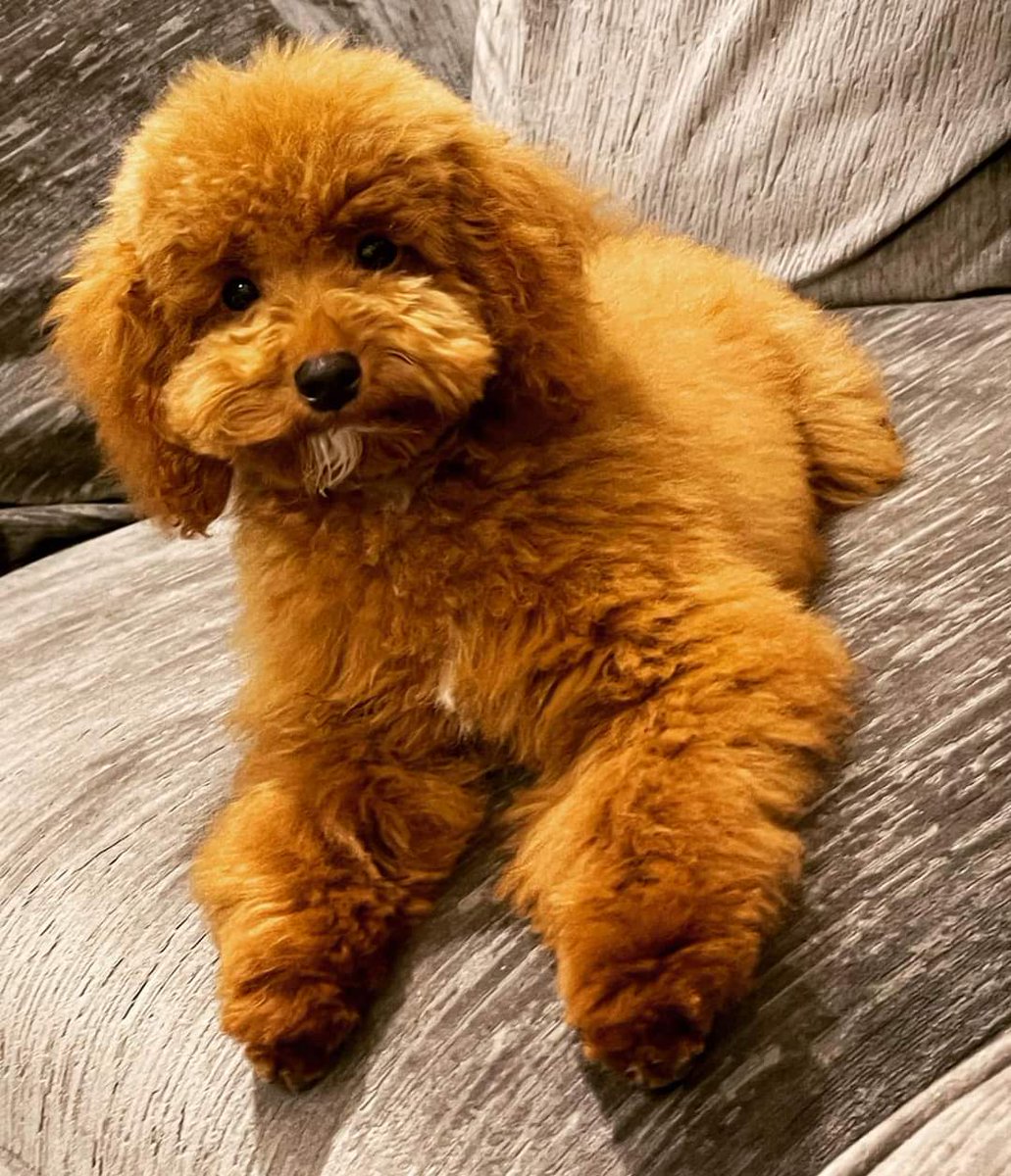 MissingPetsGB's tweet photo. ๐#URGENT #stolendog SMAILA has been #stolen from a van on 30 March in Holland Bazaar Edmonton #London #N18
Please share & make #TOOHOTTOHANDLE
Taken by thieves in A class silver Mercedes
Owners do not live in the area that she was stolen from
Please RT
https://t.co/PiQSMgANEY https://t.co/EcjkTHrtQ3
