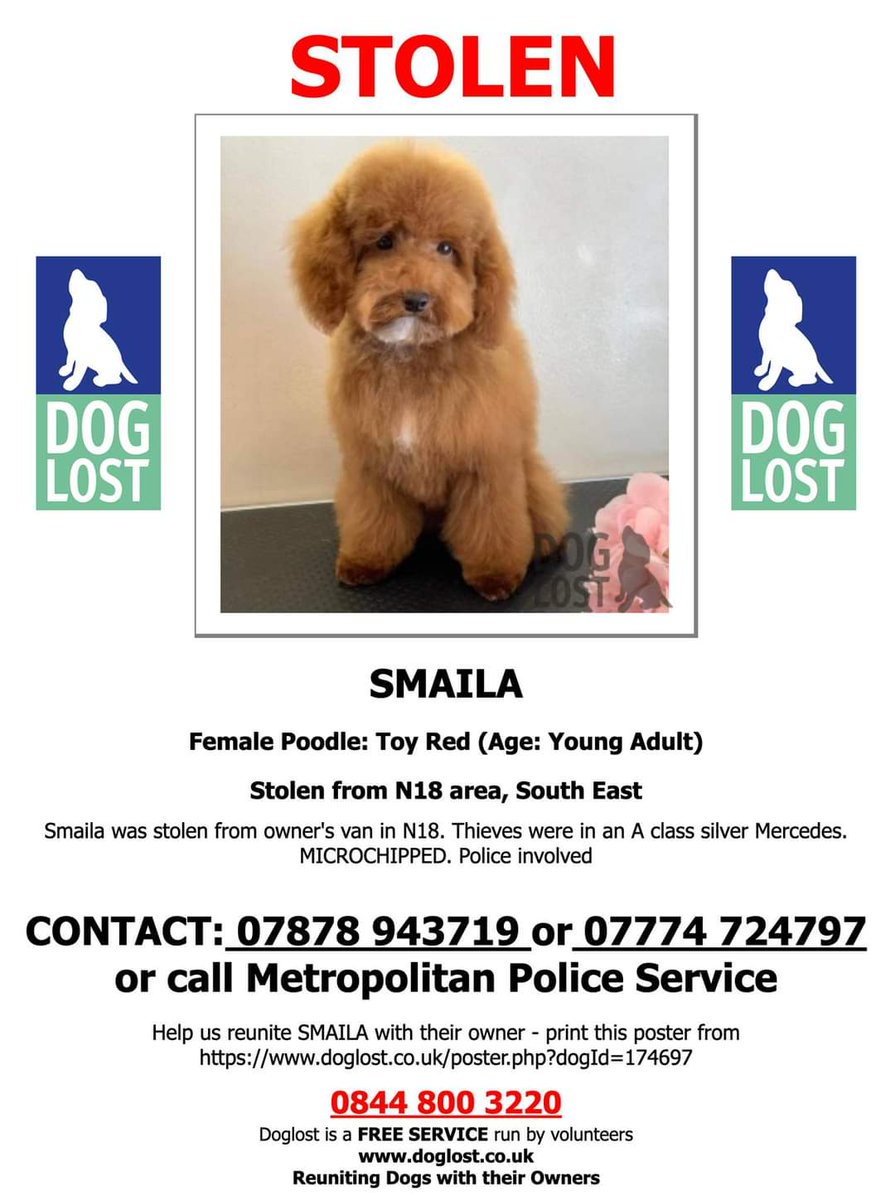 MissingPetsGB's tweet photo. ๐#URGENT #stolendog SMAILA has been #stolen from a van on 30 March in Holland Bazaar Edmonton #London #N18
Please share & make #TOOHOTTOHANDLE
Taken by thieves in A class silver Mercedes
Owners do not live in the area that she was stolen from
Please RT
https://t.co/PiQSMgANEY https://t.co/EcjkTHrtQ3