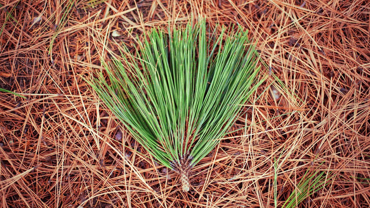 NCStateChem's tweet photo. Dr. @ErinBakerNCSU (@BakerlabNCSU) and @KaylieKirkwood along with other NC State researchers have a recent publication concerning pine needles and their relationship with airborne contaminants. Check out the link below to learn more about the latest findings! #ncstatechem https://t.co/voLzlgmAFS
