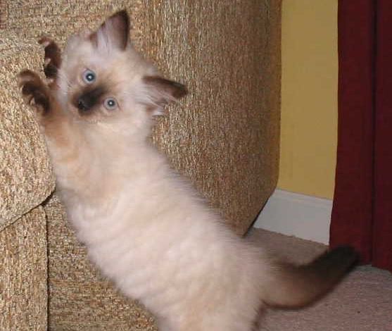 FuzzybuttScamp's tweet photo. Do you remember when you joined Twitter? I do!

Stumbled across this photo of our first night together (2005).  I'd forgot I almost named him Ceasar 🥲
#MyTwitterAnniversary https://t.co/aLGKLE0pps