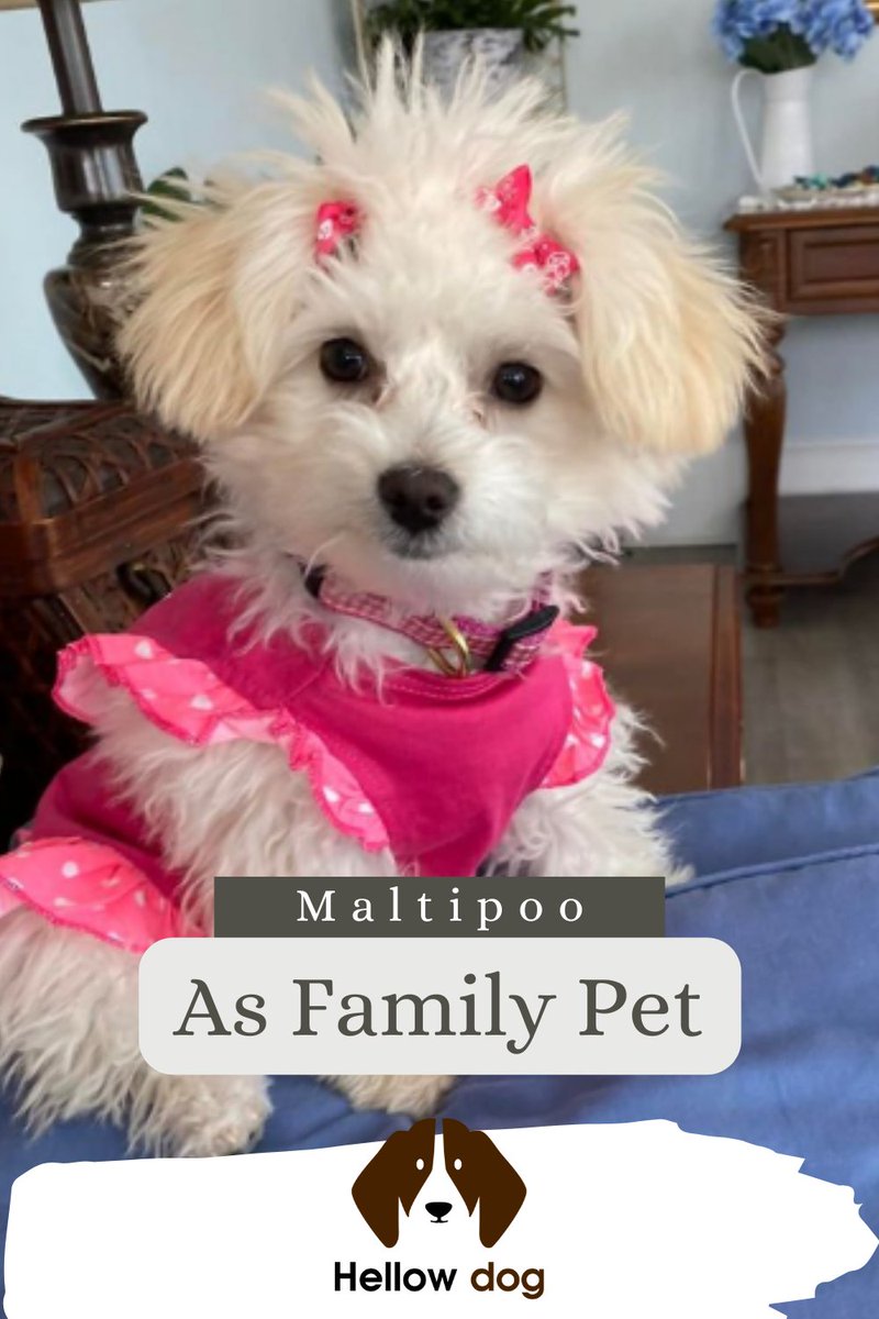 HellowdogI's tweet photo. @Maltipoo as family pet
#dogs #dog #puppy #cute #hellowdog #doglovers https://t.co/KqdPT6XrkP