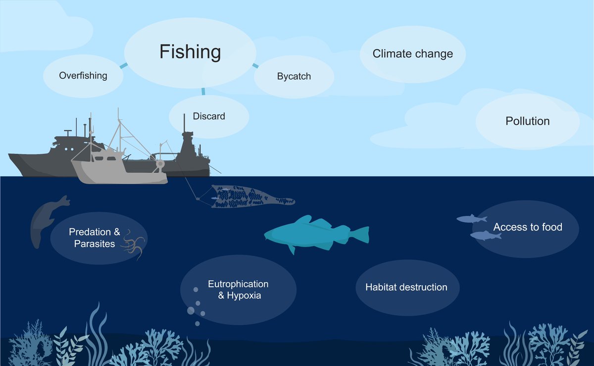FishSecretariat's tweet photo. The recorded presentation of our new report The decline of Baltic cod - A review of biology, fisheries, management, including recommendations for cod recovery is now online:
https://t.co/9LqNwHVmAz
#balticsea #fisheries #cfpreality #returnofthecod #bsap #msfd #baltic #fishing https://t.co/V8njs4RJB7