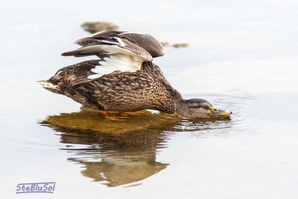 Diese Ente hat den Plan!