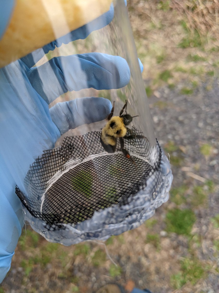 KelsSchoenemann's tweet photo. Whew! Big day yesterday - a student volunteer (from my old high school!) and I caught 11 #Bombus queens at one site, the most yet all season! She even found one carrying #pollen! https://t.co/CafnbqiDvI