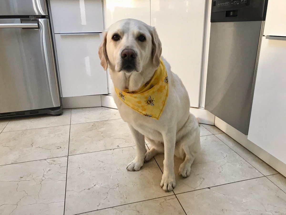 RomanandDandy's tweet photo. Dandy was at the spa! Shampooed, groomed and got this cool bee bandana! Loved bee-ing pampered! #dogsoftwitter #traumadogs #supportdogs #pawlasgrooming https://t.co/mt2p5O4pqe