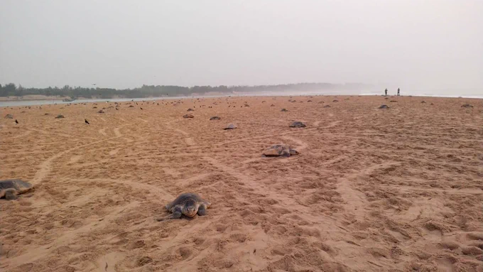 Olive ridleys returning to the coast during the nesting season