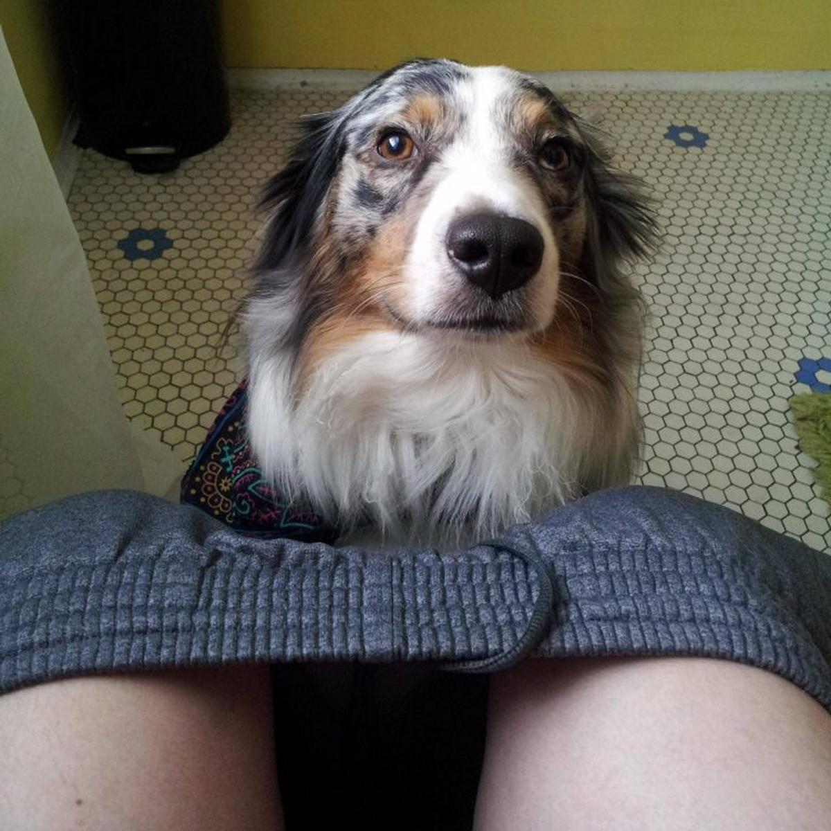 HeraldWeekly's tweet photo. Don't let your dog follow you to the bathroom. Here is what it means
