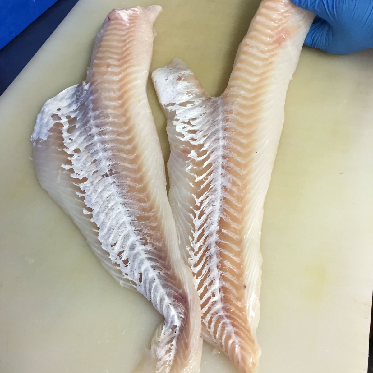 TheLocalCatch's tweet photo. Our wild, local COD is beautiful this weekend! Our Cod's lean meat has a mild, clean flavor and large, tender flakes. It’s less firm than haddock and sweeter than Pacific cod.

Pre-order for weekend farmers markets: https://t.co/0hkzvRa5MA https://t.co/hBEwLm430P
