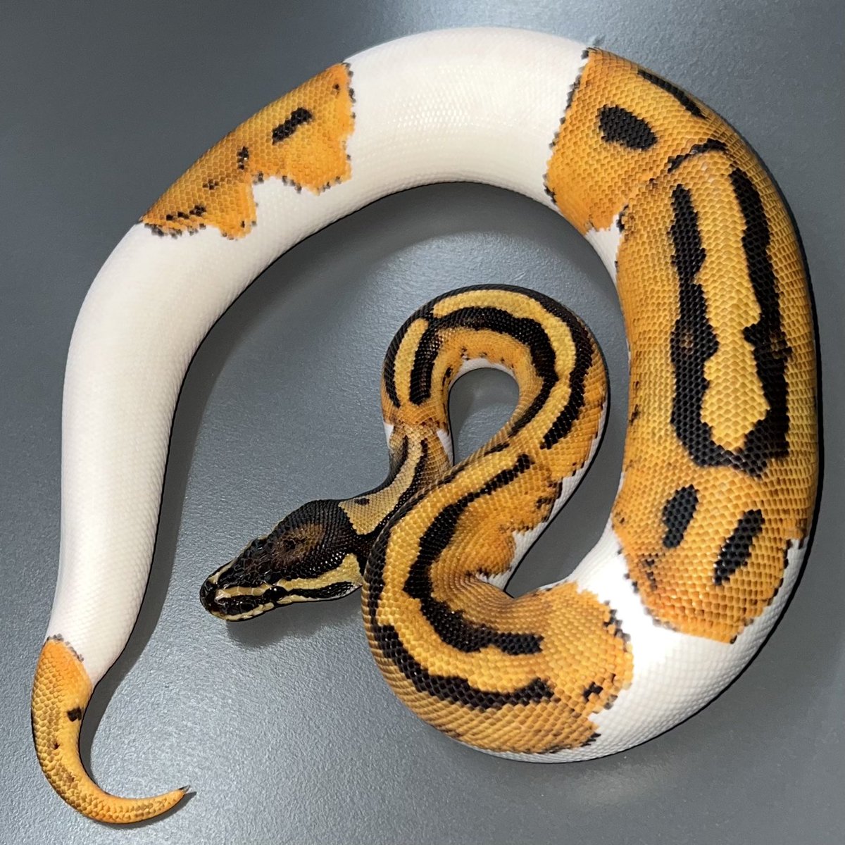 06shockwave's tweet photo. ODパイ♂
sold

#ボールパイソン https://t.co/IF17h7E0pt