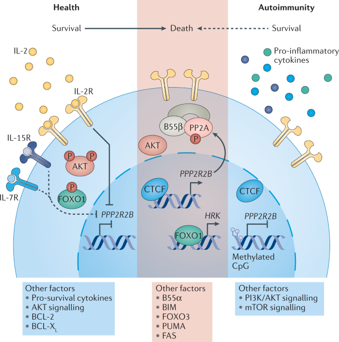 NatRevRheumatol's tweet image. #AprilIssue | #Review of the mechanisms that limit survival of activated T cells and the defects in #rheumatic #autoimmune diseases.

From @florerosetti @IrisMadera3 @immunonoah &amp;amp; @jccrispin 

rdcu.be/cFAwF