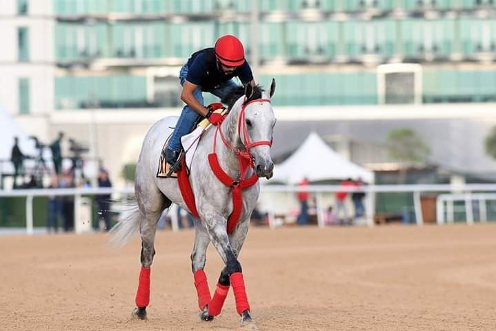 HORSERACING1002's tweet photo. X Y JET (USA) 2012
(KANTHAROS - SOLDIERSINGSBLUES BY LOST SOLDIER) #XYJet
2019 Dubai Golden Shaheen G1 winner and top sprinter https://t.co/f7WPp2sUrG